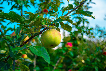 Group of green apples with their leaves