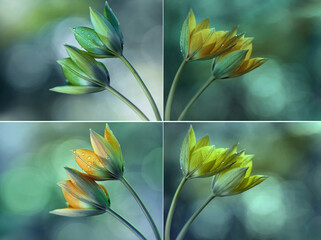 Naklejka premium Tulipanes amarillos