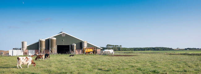 spotted cows in green grassy meadow near farm barn on dutch island of texel in summer © ahavelaar