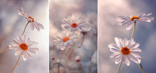 Białe kwiaty stokrotki - obrazy, fototapety, plakaty