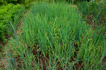 Growing green vitamin onions in a kitchen garden. Top view for vegetable bed with onions planted in rows. Spring vegetative background