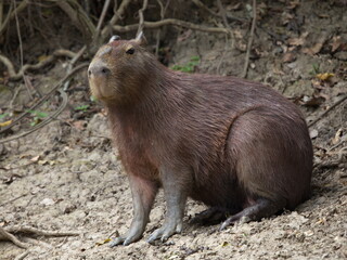 Naklejka na ściany i meble Closeup side on portrait of Capybara (Hydrochoerus hydrochaeris) sitting down on riverbank, Bolivia.