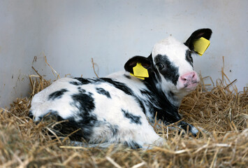 portrait of young black and white spotted calf © ahavelaar
