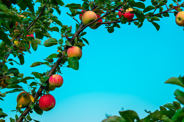 Group of red apples with their leaves