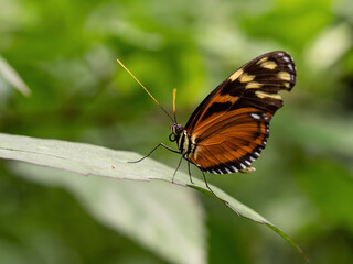 Obraz premium A macro close-up of a butterfly with spread wings, a colorful and beautiful species of tropical insects from America