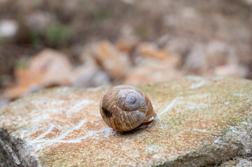 French cuisine, big tasty edible land snails escargot growing on vineyards in Burgugne, France