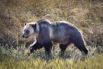 A muticolored grizzly walking in front of tall grass