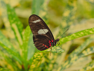A macro close-up of a butterfly with spread wings, a colorful and beautiful species of tropical insects from America