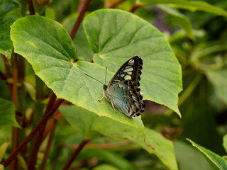 A macro close-up of a butterfly with spread wings, a colorful and beautiful species of tropical insects from America