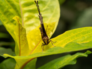 A macro close-up of a butterfly with spread wings, a colorful and beautiful species of tropical insects from America