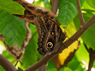 A macro close-up of a butterfly with spread wings, a colorful and beautiful species of tropical insects from America