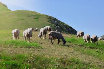 Naklejka na ściany i meble group of sheep grazing in the emperor field of abruzzo