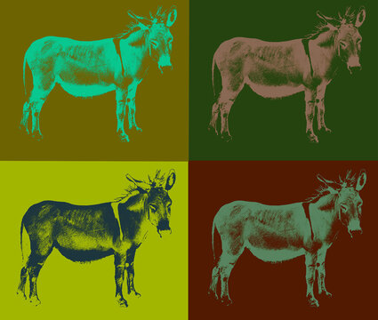 Four images of same Donkey 
