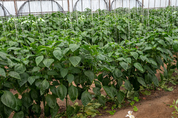 Rows of green bell pepper or paprika plants in small French greenhouse in Provence, France