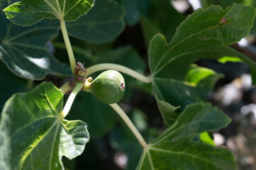 Green figs fruits growing on fig tree in summer