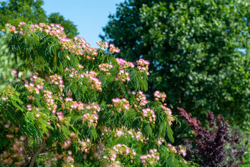 Pink blossom of Persian silk tree Albizia julibrissin