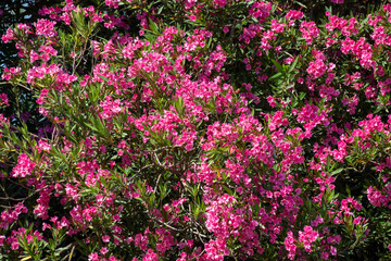 Summer blossom of pink oleander plant, nature background
