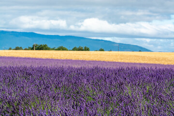 Fototapeta premium Touristic destination in South of France, colorful lavender and lavandin fields in blossom in July on plateau Valensole, Provence.
