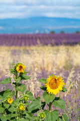 Touristic destination in South of France, colorful lavender and lavandin fields in blossom in July...