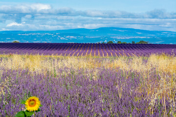 Obraz premium Touristic destination in South of France, colorful lavender and lavandin fields in blossom in July on plateau Valensole, Provence.