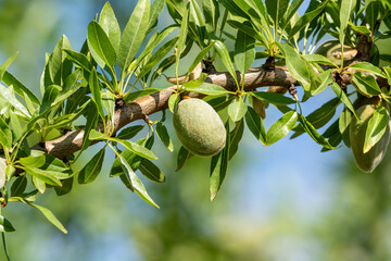 Green almonds nuts ripening on tree, cultivation of almond nuts in Provence, France