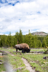 North American Bison along hiking trail in Yellowstone National Park