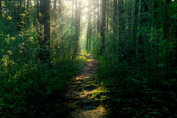 landscape trail in the forest with sunbeams