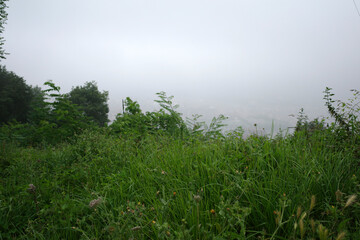 Vegetation in an urban park