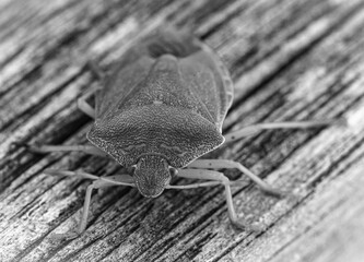 Allassac (Corrèze, France) - Vue macroscopique d'une punaise verte ponctuée