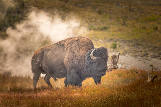 Wild bison in front of a geyser in the Yellowstone National Park - Powered by Adobe