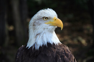 Portrait of a bald eagle on a dark background