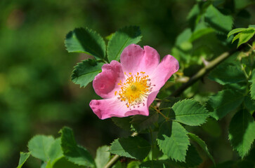 Pink wild rose on a background of greenery