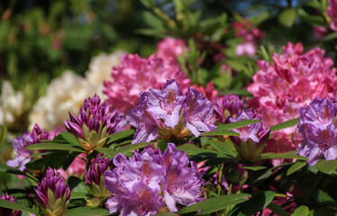 Fototapeta premium Pink and purple flowers of rhododendron