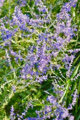 Obraz premium A cluster of lavender alyssum