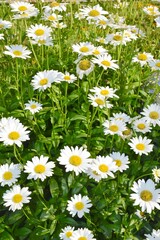 Fototapeta premium A bundle of shasta daisy 