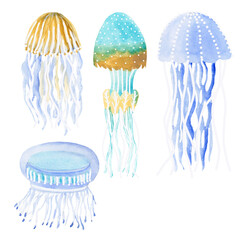 Sea jellyfish watercolor on a white background