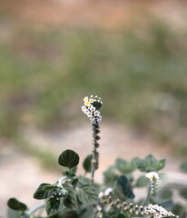 Wild flower with blurry background