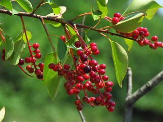 Red berries on a tree
