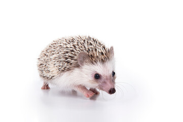 An African cute hedgehog with brown spines and needles on its back stomps on a white isolated background