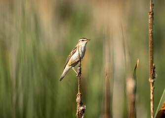 Sedge warbler on reeds 