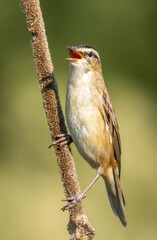 Sedge warbler calls