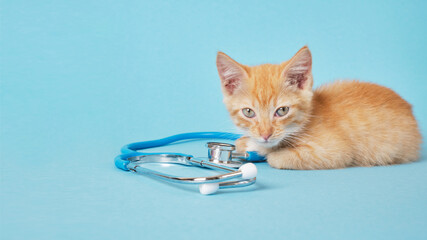 Cute red kitten is playng with stethoscope on blue background