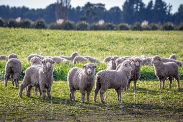 A flock of sheep on winter feed in a field on a farm in New Zealand