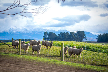 A flock of sheep eating winter feed on a farm in New Zealand with the snowy mountains behind