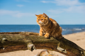 Obraz premium Red Persian cat is sitting on the beach of Baltic sea