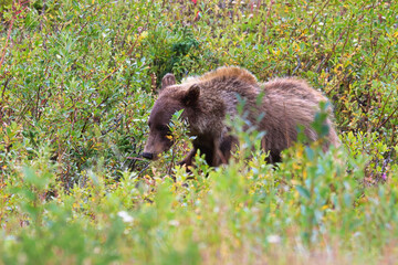 A grizzly bear walking through shrubs and grass