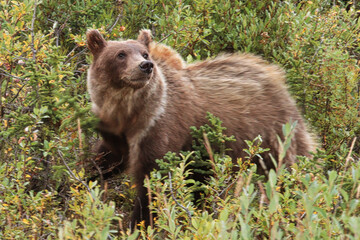 Fototapeta premium A grizzly bear stops to sniff the air