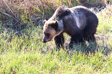 A muticolored grizzly walking through short grass