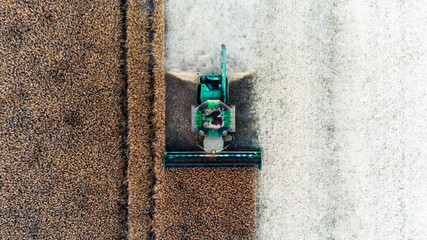 Combine harvester harvests grain in mid-summer on the field. View from the drone at an angle of 90...