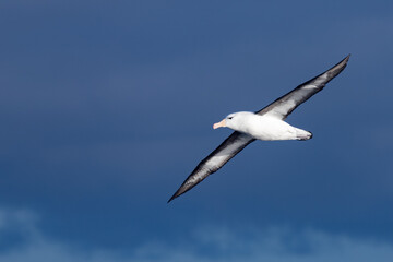 Fototapeta na wymiar Black-browed Mollymawk Albatross in Australasian Waters